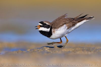 Common Ringed Plover (Charadrius hiaticula)