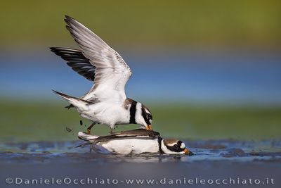 Common Ringed Plover (Charadrius hiaticula)