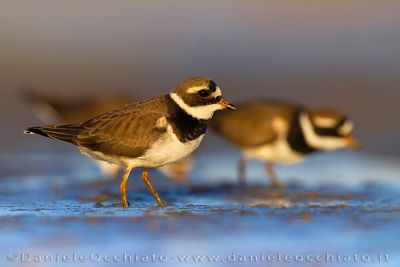 Common Ringed Plover (Charadrius hiaticula)