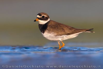 Common Ringed Plover (Charadrius hiaticula)