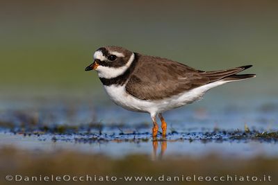 Common Ringed Plover (Charadrius hiaticula)