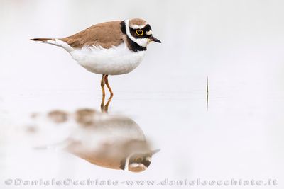 Little Ringed Plover (Charadrius dubius)