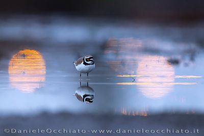 Little Ringed Plover (Charadrius dubius)