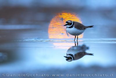 Little Ringed Plover (Charadrius dubius)