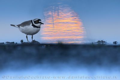 Little Ringed Plover (Corriere piccolo)