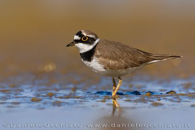 Little Ringed Plover (Corriere piccolo)