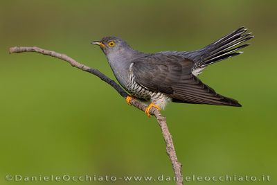 Common Cuckoo (Cuculus canorus)