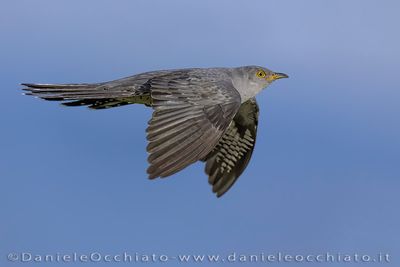 Common Cuckoo (Cuculus canorus)