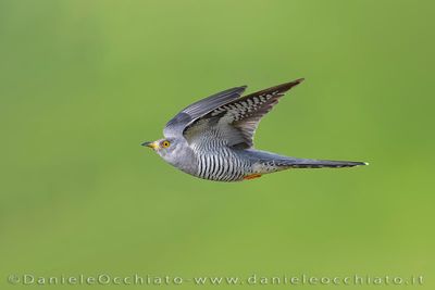 Common Cuckoo (Cuculus canorus)
