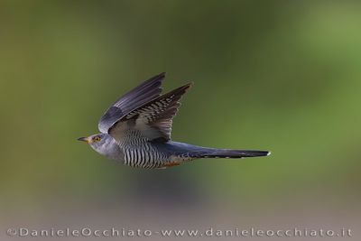 Common Cuckoo (Cuculus canorus)