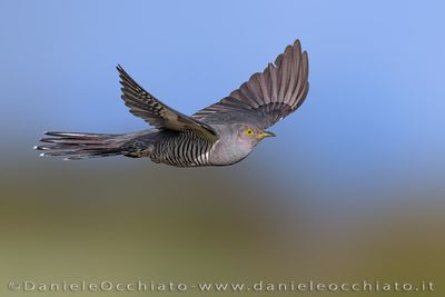 Common Cuckoo (Cuculus canorus)