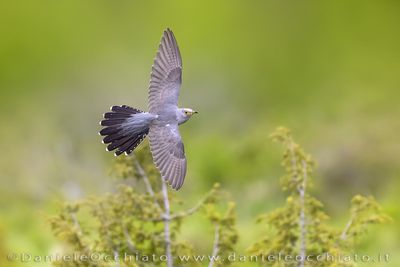 Common Cuckoo (Cuculus canorus)