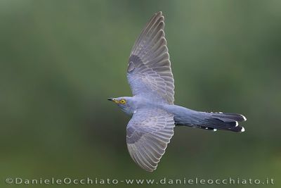 Common Cuckoo (Cuculus canorus)