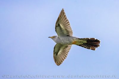 Common Cuckoo (Cuculus canorus)
