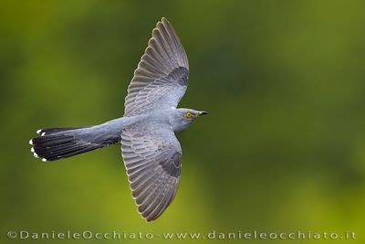 Common Cuckoo (Cuculus canorus)