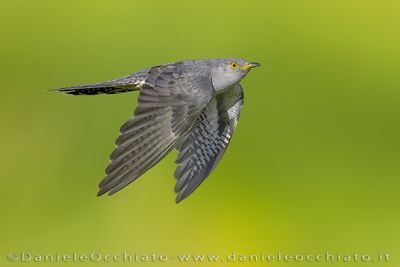 Common Cuckoo (Cuculus canorus)
