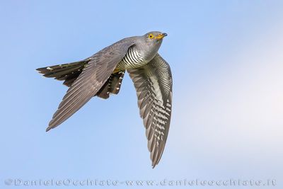 Common Cuckoo (Cuculus canorus)