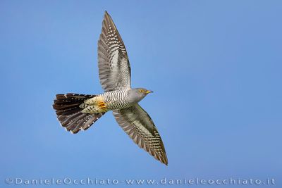 Common Cuckoo (Cuculus canorus)