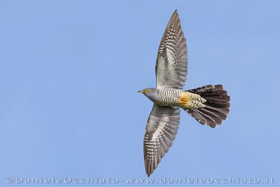 Common Cuckoo (Cuculus canorus)