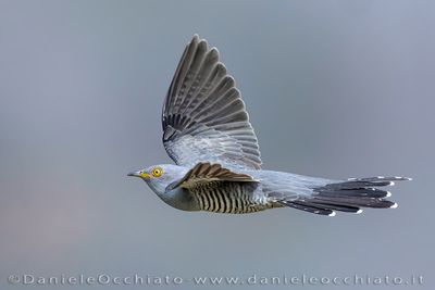 Common Cuckoo (Cuculus canorus)