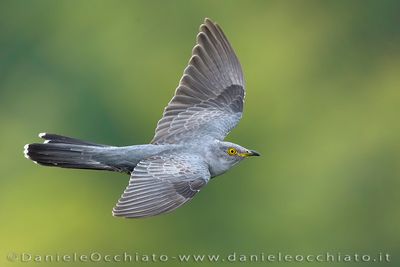 Common Cuckoo (Cuculus canorus)