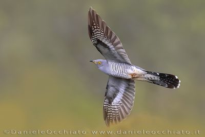 Common Cuckoo (Cuculus canorus)