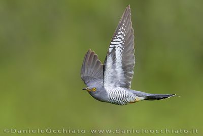 Common Cuckoo (Cuculus canorus)