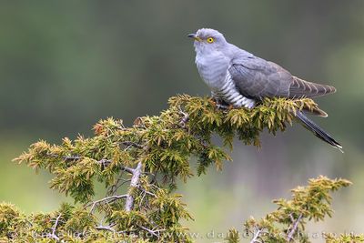 Common Cuckoo (Cuculus canorus)