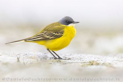 Ashy-headed Wagtail (Motacilla flava cinereocapilla)