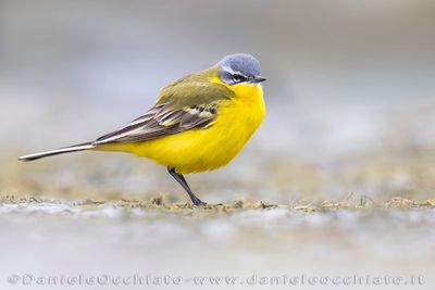 Blue-headed Wagtail (Motacilla flava flava)