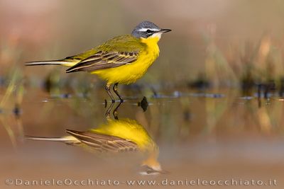 Blue-headed Wagtail (Motacilla flava flava)