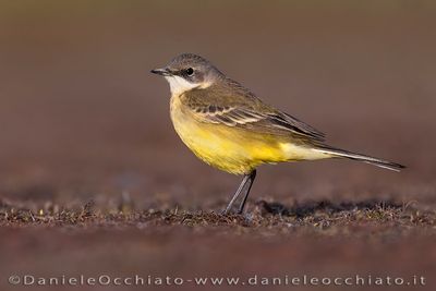 Ashy-headed Wagtail (Motacilla flava cinereocapilla)
