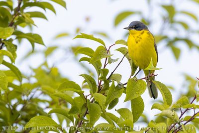 Grey-headed Wagtail (Motacilla flava thunbergi)