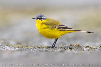 Blue-headed Wagtail (Motacilla flava flava)