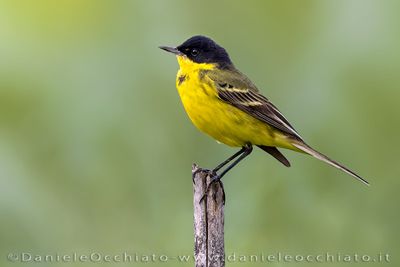 Black-headed Wagtail (Motacilla flava feldegg)