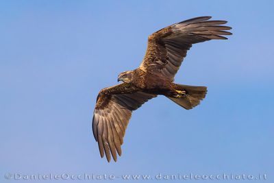 Marsh Harrier (Falco di palude)