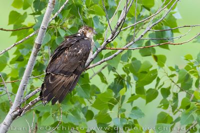 Honey Buzzard (Pernis apivorus)