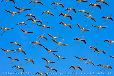Greater Flamingo (Phoenicopterus roseus)