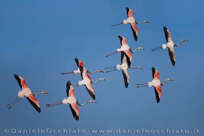 Greater Flamingo (Fenicottero)
