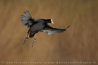 Eurasian Coot (Fulica atra)
