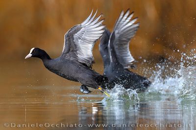 Eurasian Coot (Fulica atra)