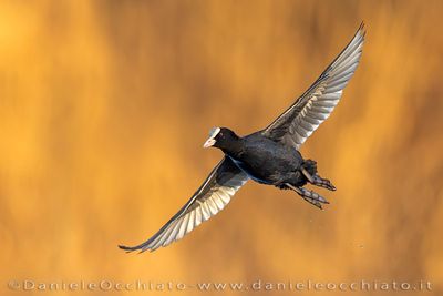 Eurasian Coot (Fulica atra)