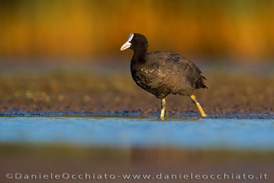 Folaga; Eurasian Coot; Fulica atra