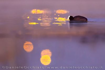 Coot (Folaga)