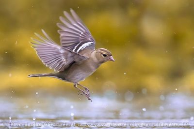 Common Chaffinch (Fringilla coelebs)