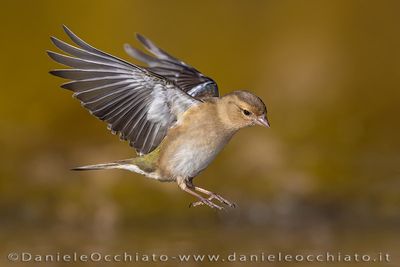 Common Chaffinch (Fringilla coelebs)