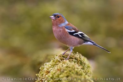 Common Chaffinch (Fringilla coelebs)