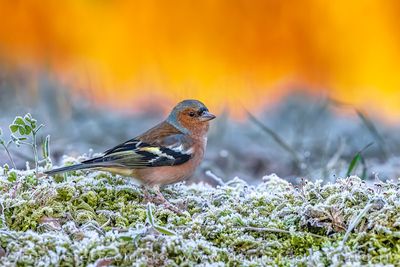 Common Chaffinch (Fringilla coelebs)