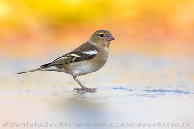 Common Chaffinch (Fringilla coelebs)
