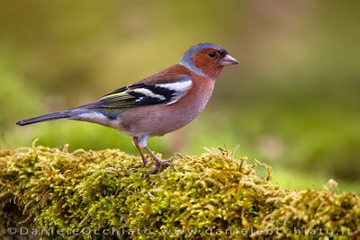Chaffinch (Fringuello)
